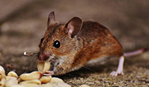 24 Hour & Emergency Exterminators in Richmond, RI